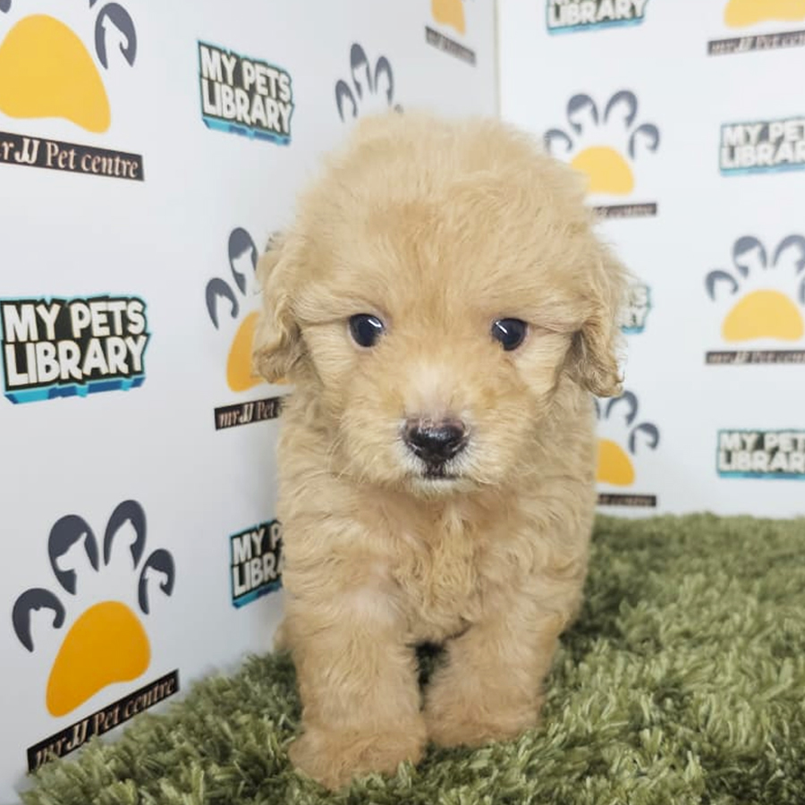 Tiny Poodle Puppy (Male) For Sale