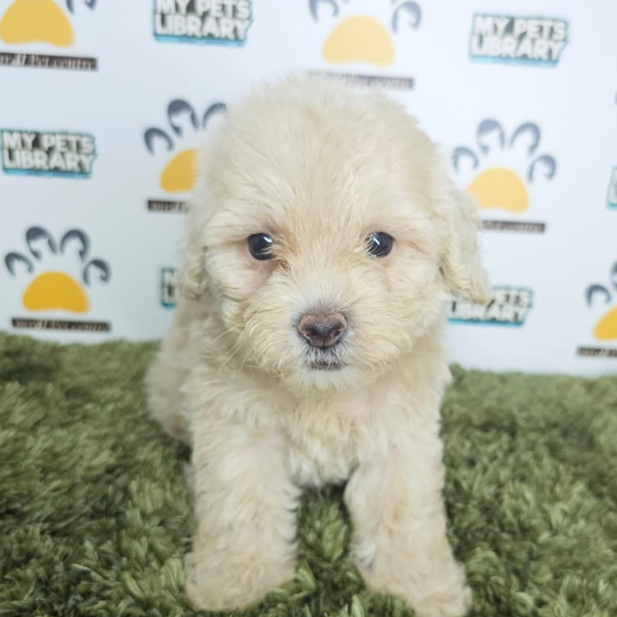 Tiny Poodle Puppy (Male) For Sale