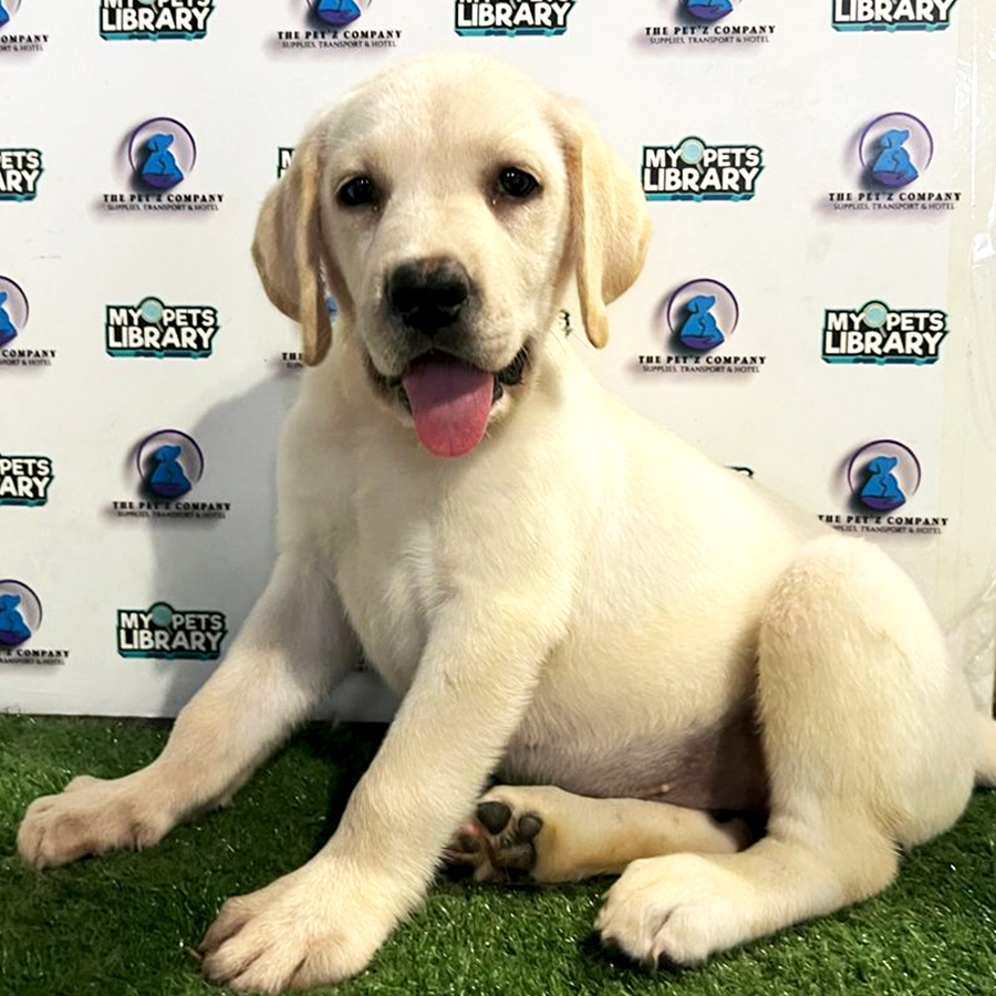 Labrador Puppy (Female) For Sale