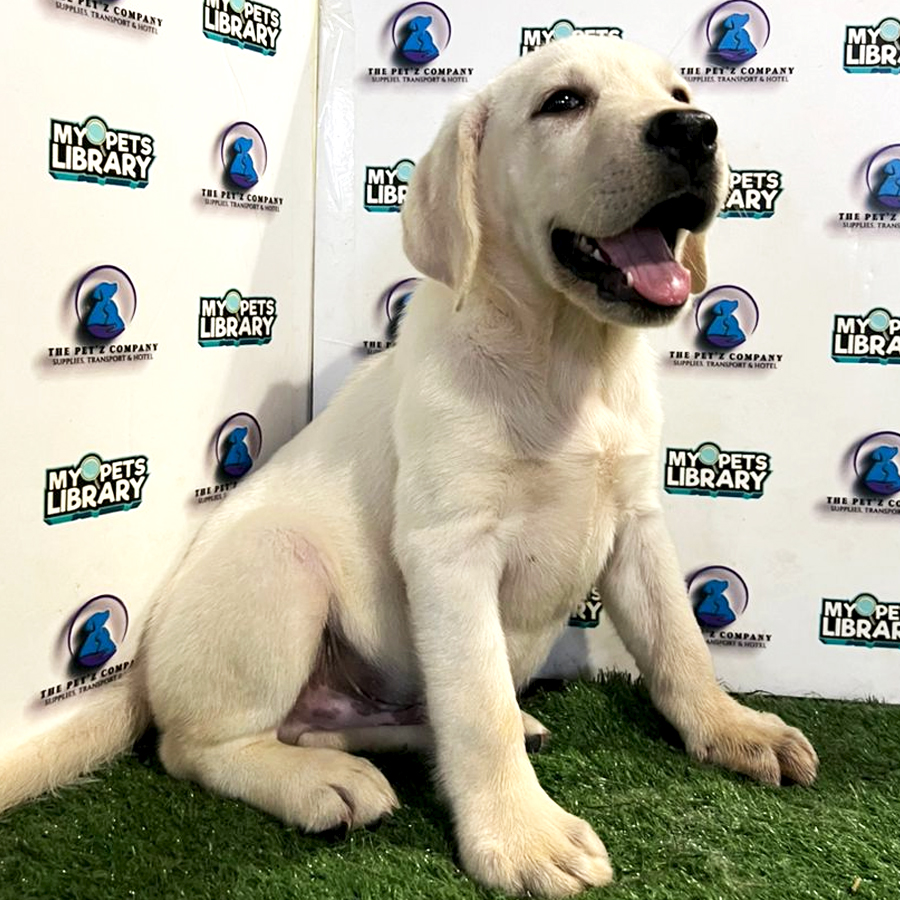 Labrador Puppy (Male) For Sale