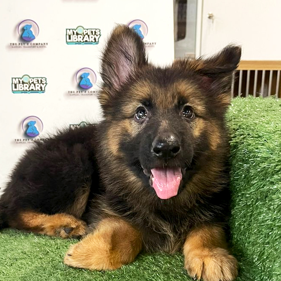 German Shepherd Puppy (Female) For Sale