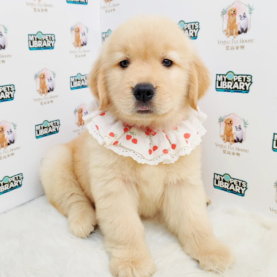 Golden Retriever Puppy (Female) For Sale