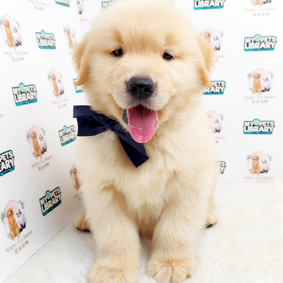 Golden Retriever Puppy (Male) For Sale