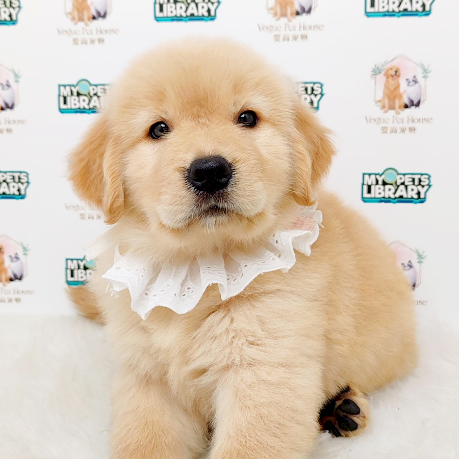 Golden Retriever Puppy (Female) For Sale