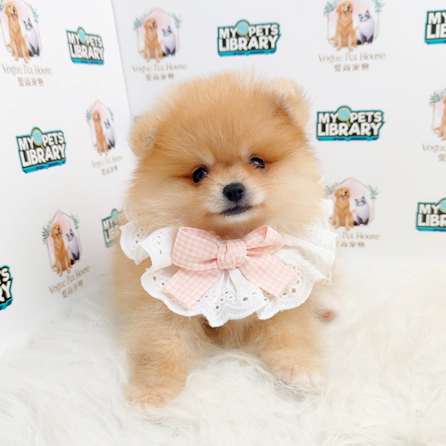 Pomeranian Puppy (Female) For Sale
