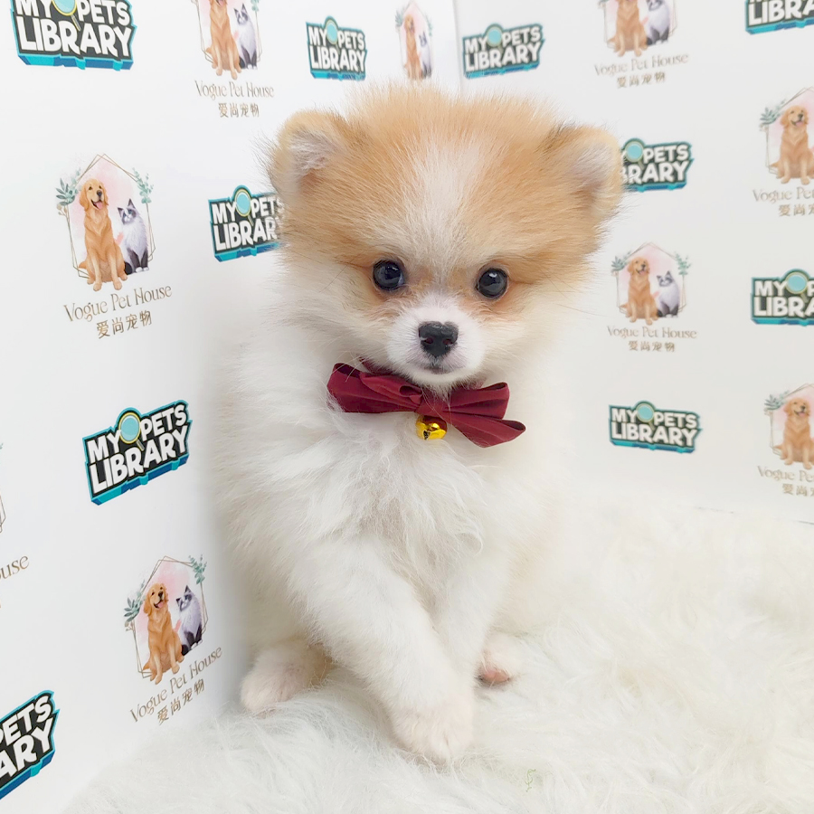 Pomeranian Puppy (Female) For Sale