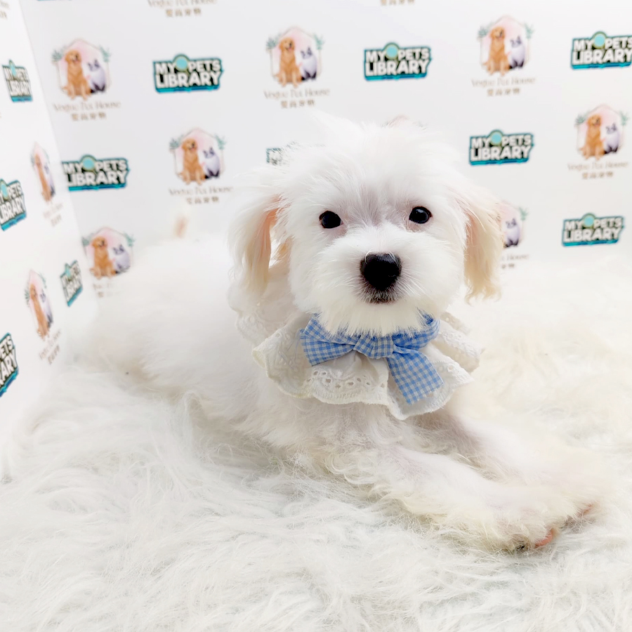 Maltipoo Puppy (Male) For Sale