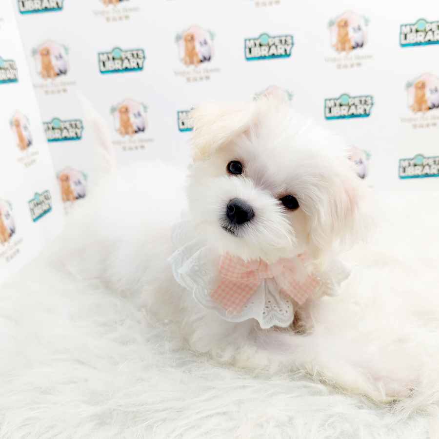 Maltipoo Puppy (Female) For Sale