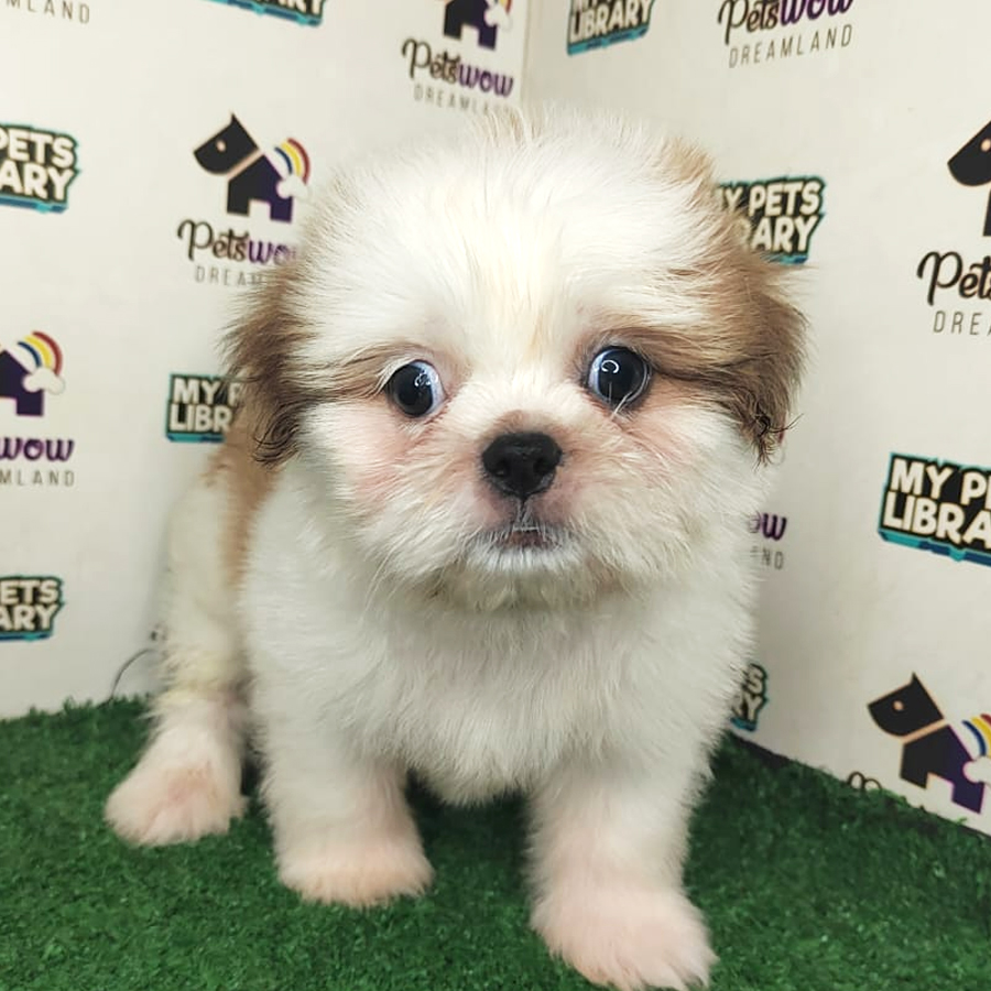 Shih Tzu Puppy (Male) For Sale