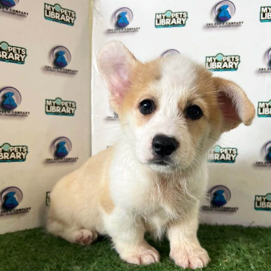 Corgi Puppy (Male) For Sale