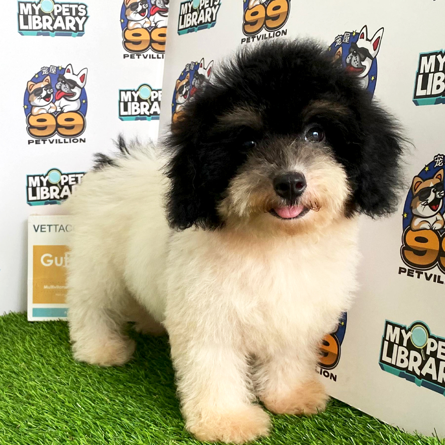 Toy Poodle Puppy (Female) For Sale