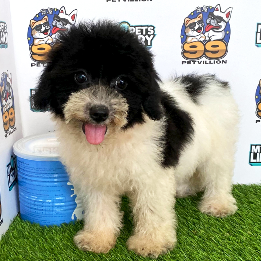 Toy Poodle Puppy (Female) For Sale