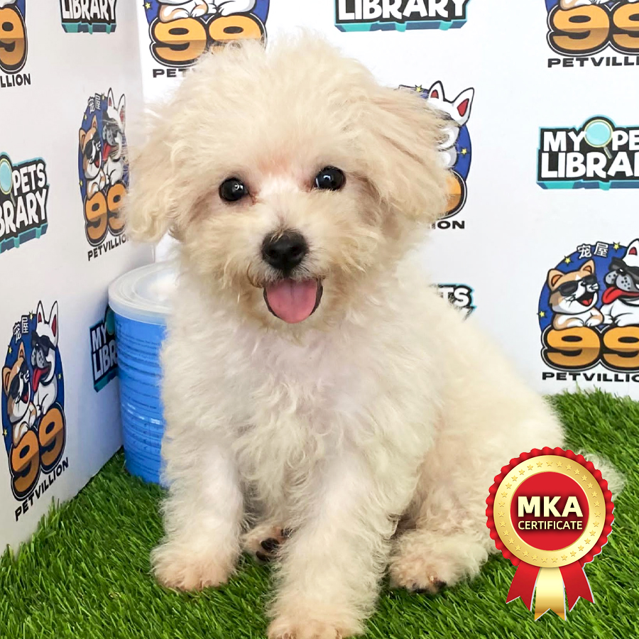 MKA Toy Poodle Puppy (Female) For Sale