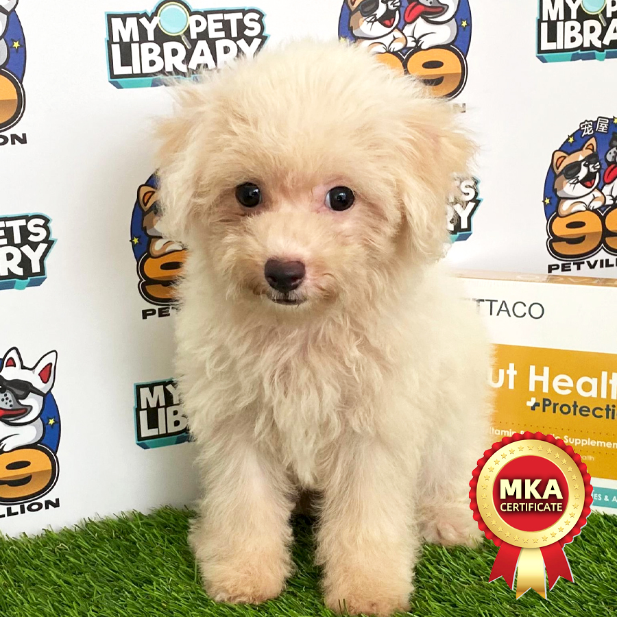MKA Toy Poodle Puppy (Female) For Sale