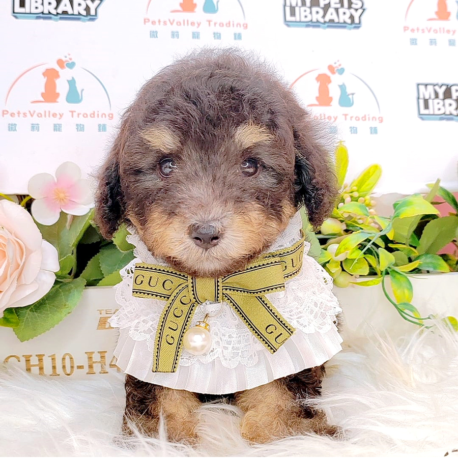 Tiny Poodle Puppy (Female) For Sale