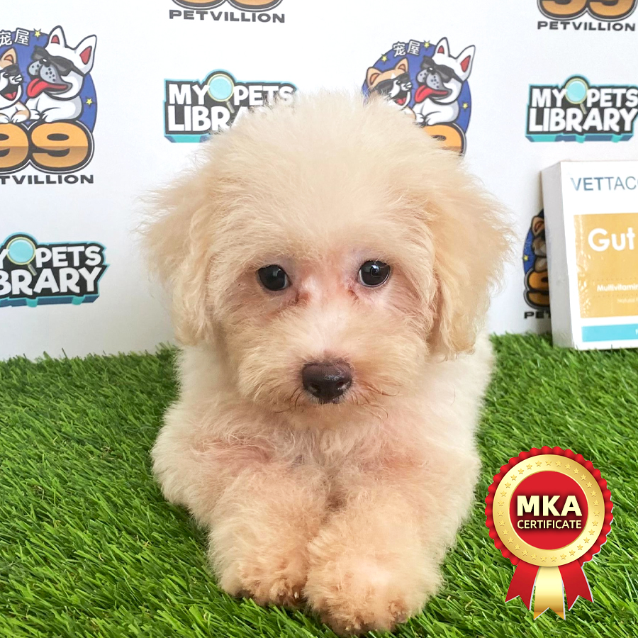 MKA Toy Poodle Puppy (Male) For Sale