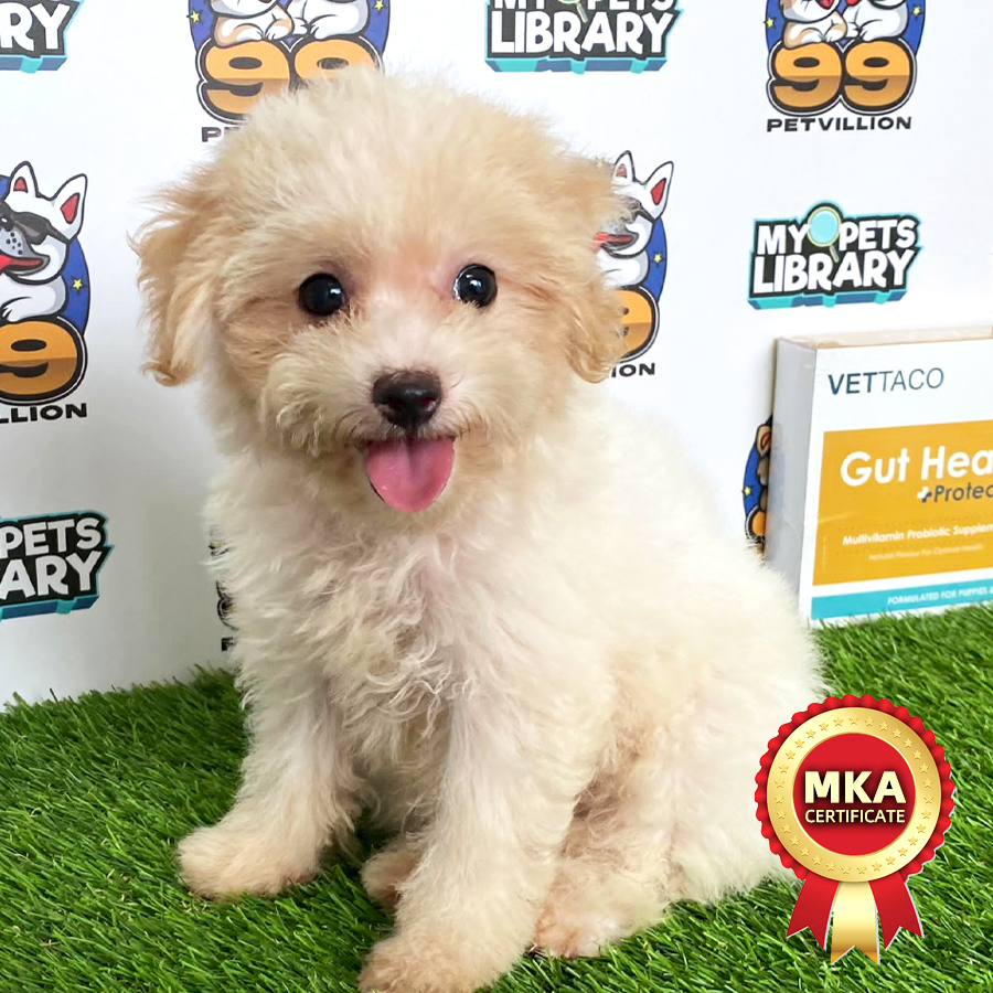 MKA Toy Poodle Puppy (Female) For Sale
