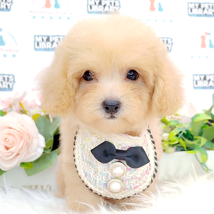 Tiny Poodle Puppy (Male) For Sale