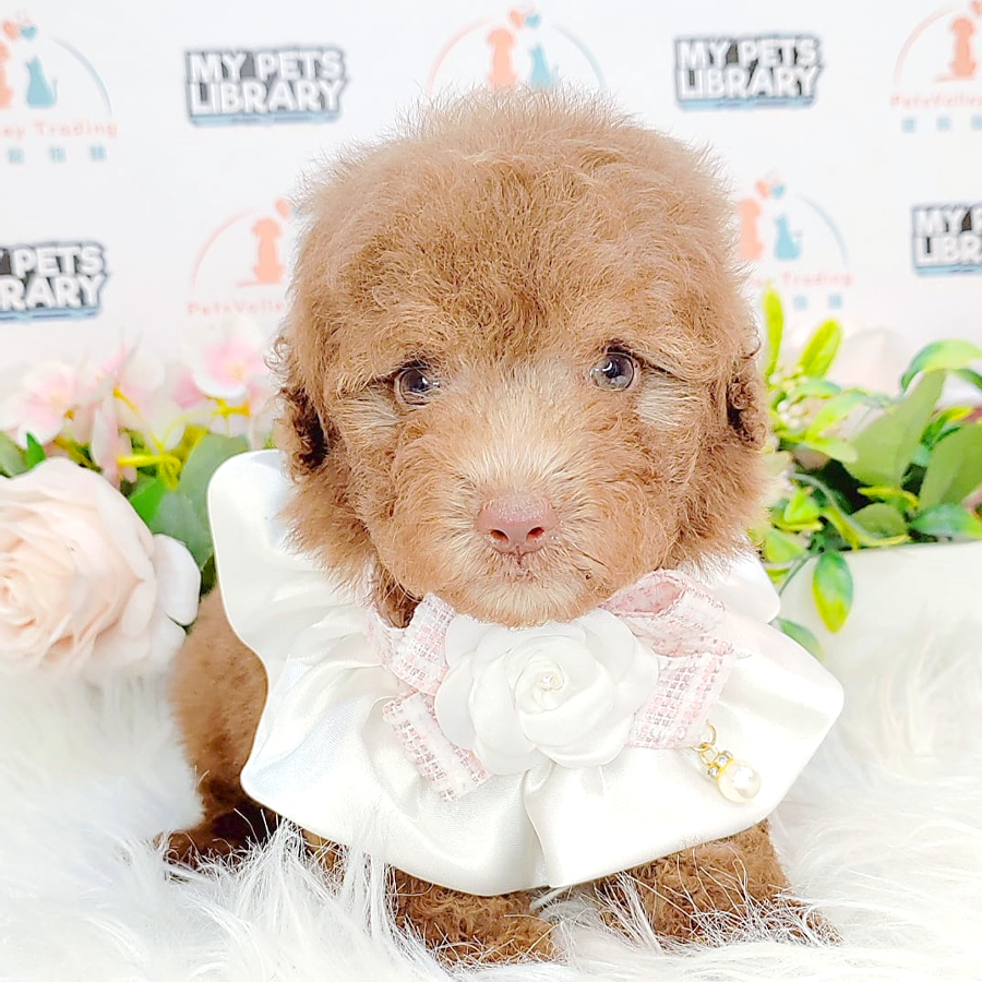 Tiny Poodle Puppy (Male) For Sale