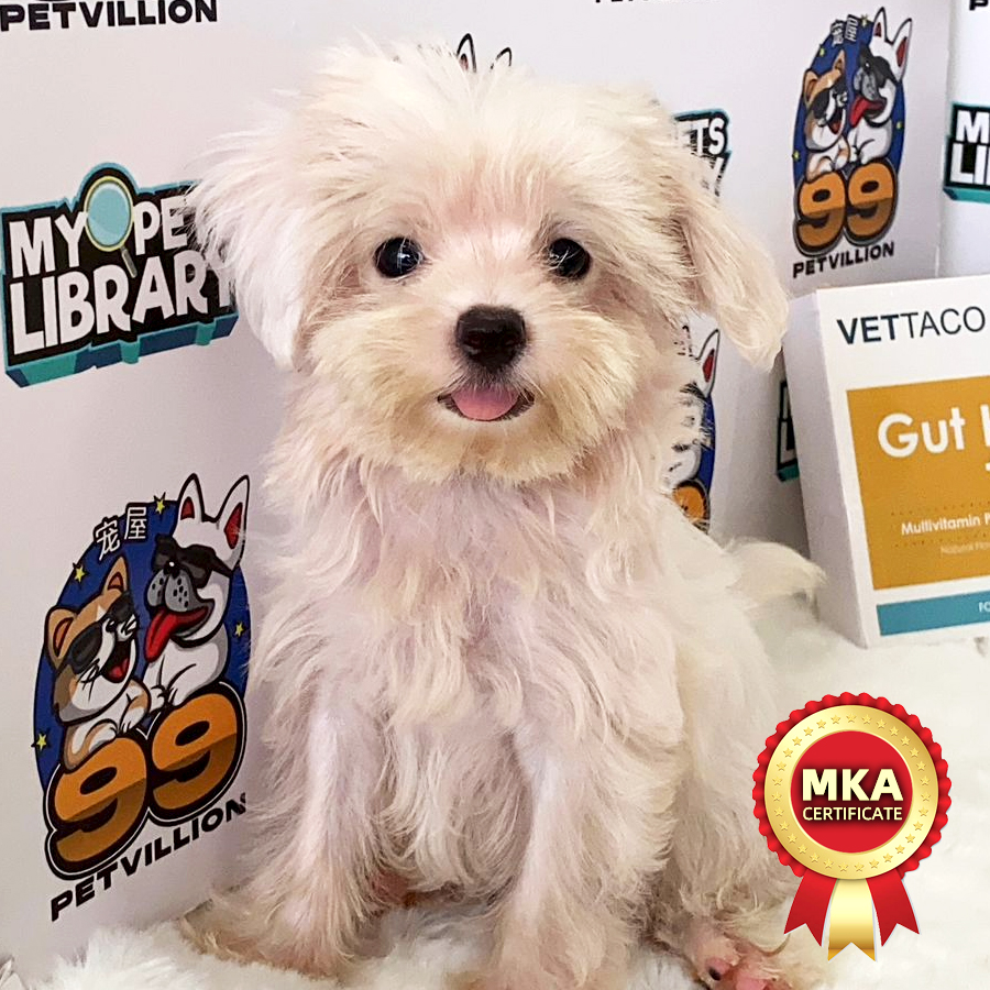 MKA Tiny Maltese Puppy (Male) For Sale