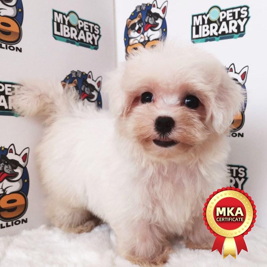 MKA Tiny Maltese Puppy (Female) For Sale