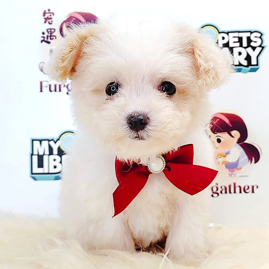 Tiny Poodle Puppy (Female) For Sale