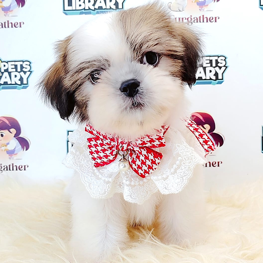 Shih Tzu Puppy (Male) For Sale