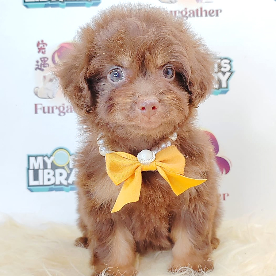 Tiny Poodle Puppy (Female) For Sale