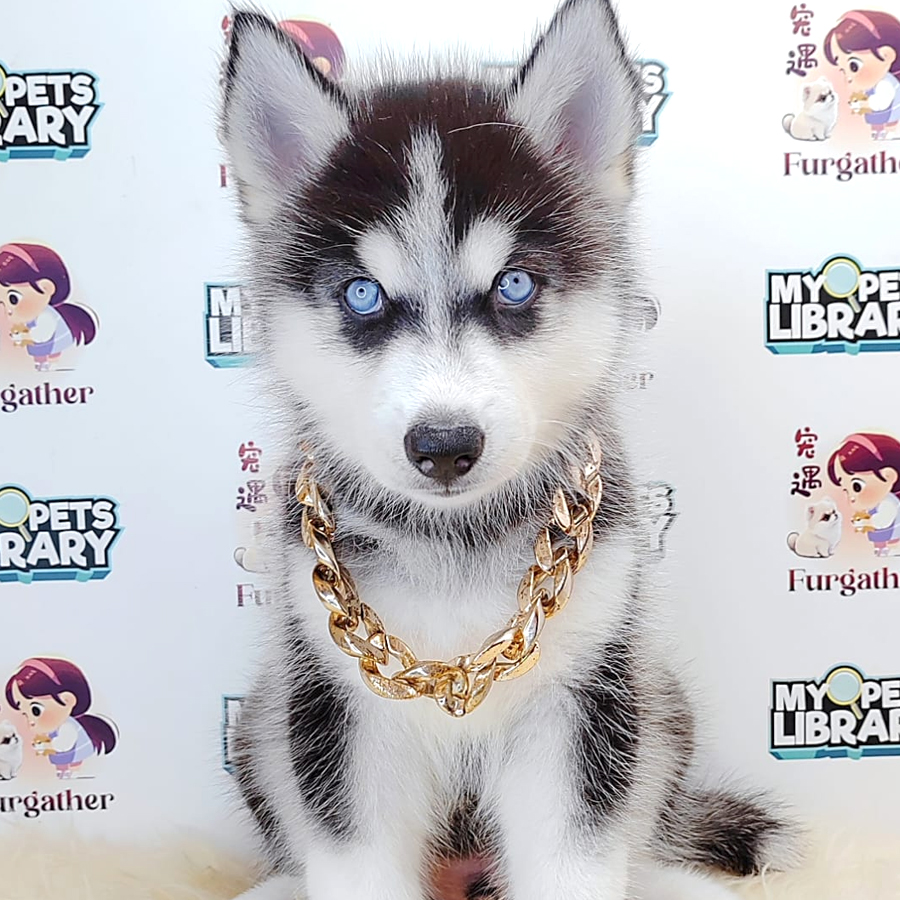 Alaskan Husky Puppy (Male) For Sale