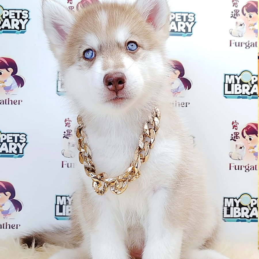 Alaskan Husky Puppy (Female) For Sale