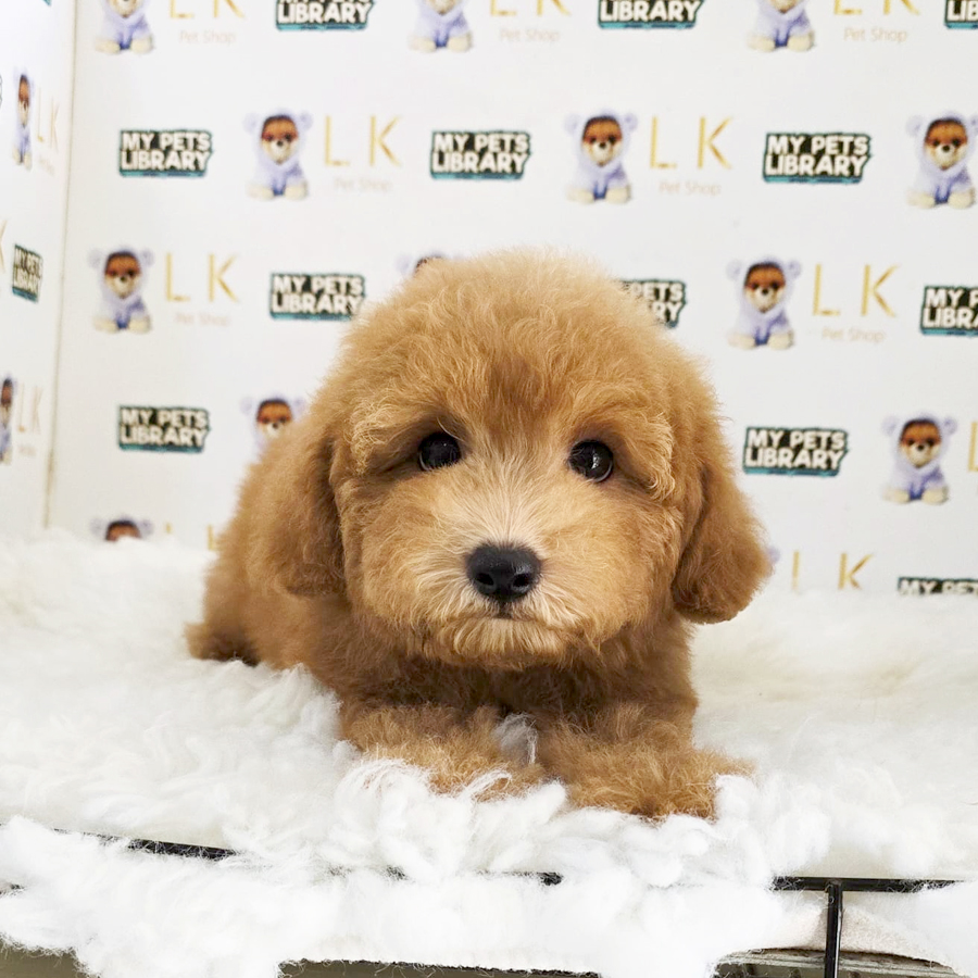Toy Poodle Puppy (Male) For Sale