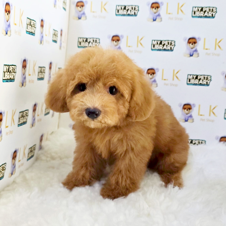 Maltipoo Puppy (Male) For Sale