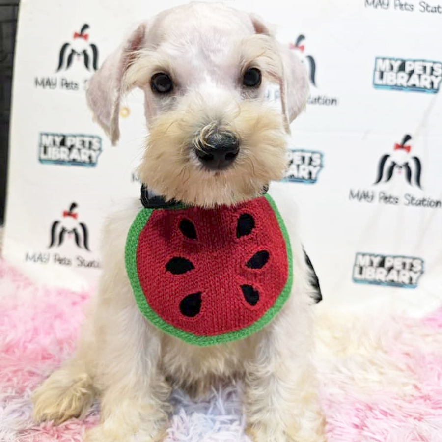 Schnauzer Puppy (Male) For Sale