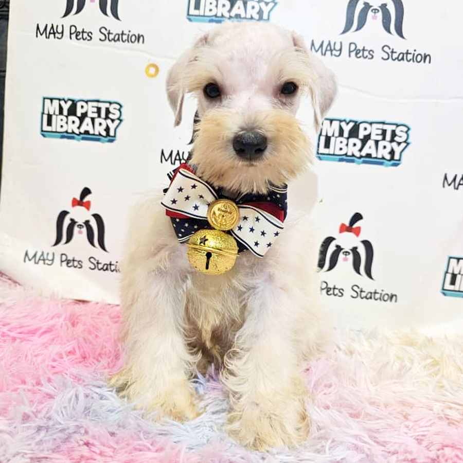 Schnauzer Puppy (Male) For Sale