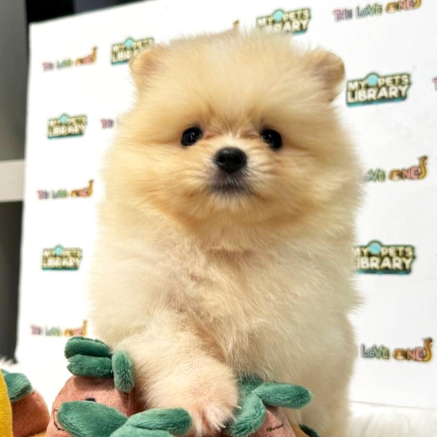 Tiny Pomeranian Puppy (Female) For Sale