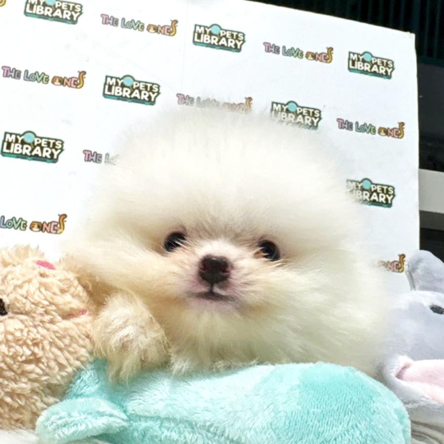 Tiny Teacup Pomeranian Puppy (Male) For Sale