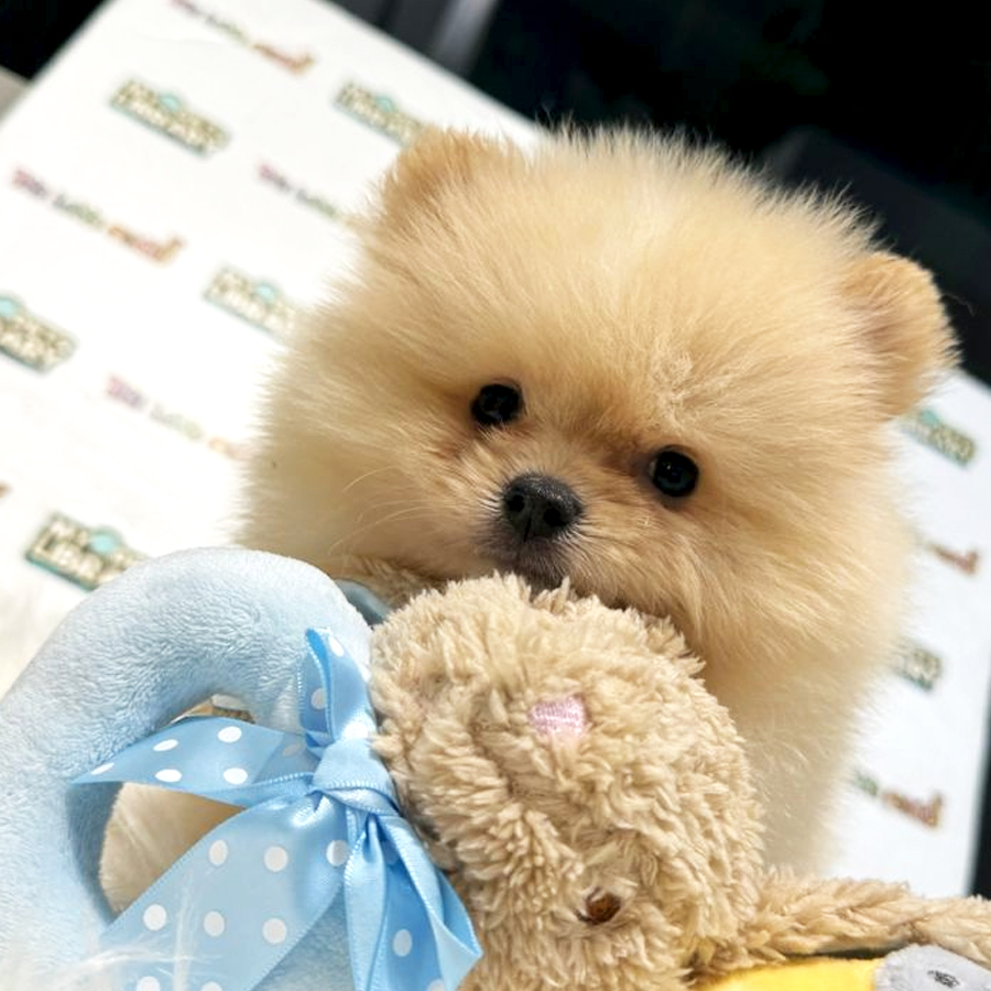 Tiny Pomeranian Puppy (Male) For Sale
