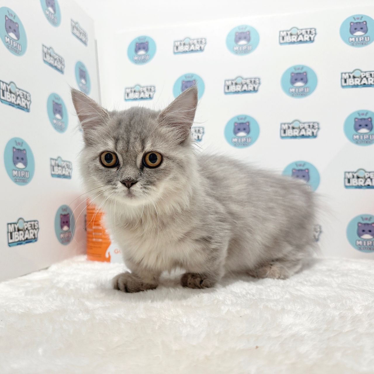 Super Short Munchkin Longhair Kitten (Female) For Sale