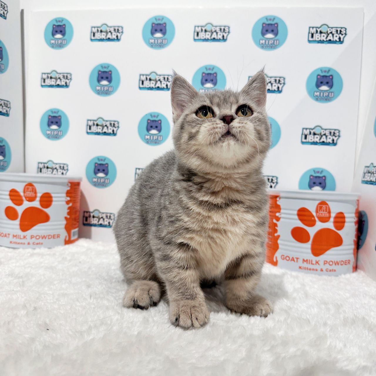 Munchkin British Shorthair Kitten (Female) For Sale