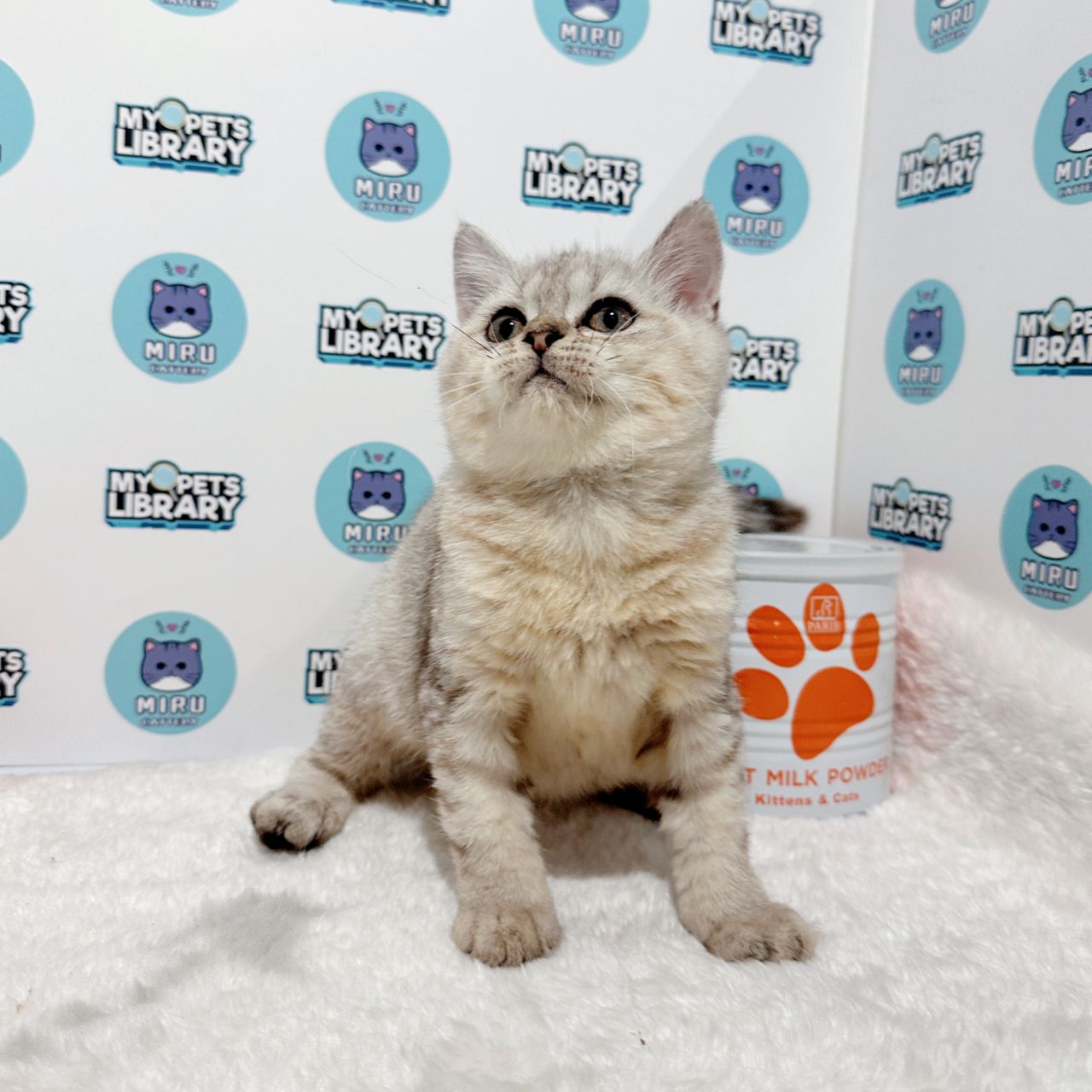 British Shorthair Kitten (Female) For Sale