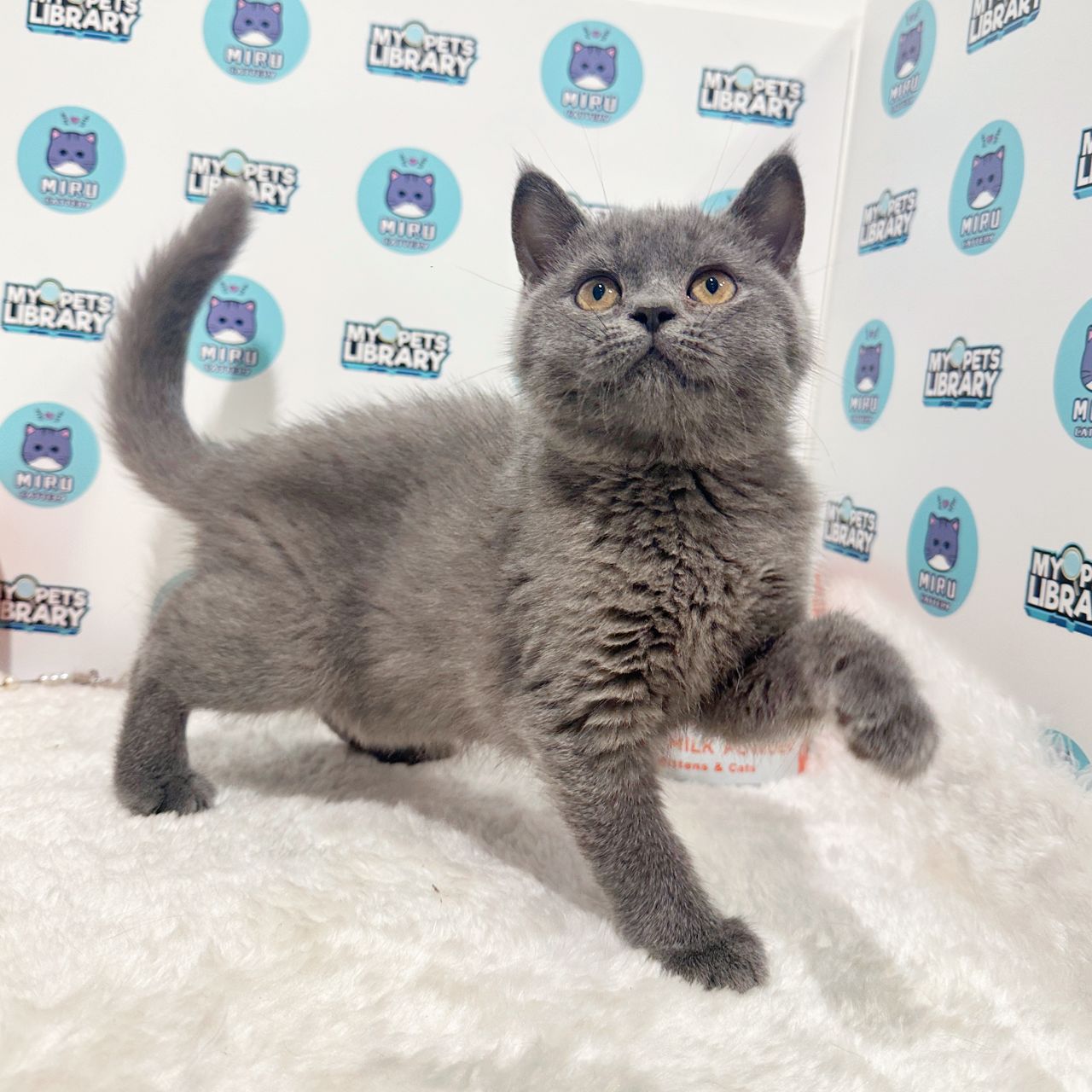British Shorthair Kitten (Male) For Sale