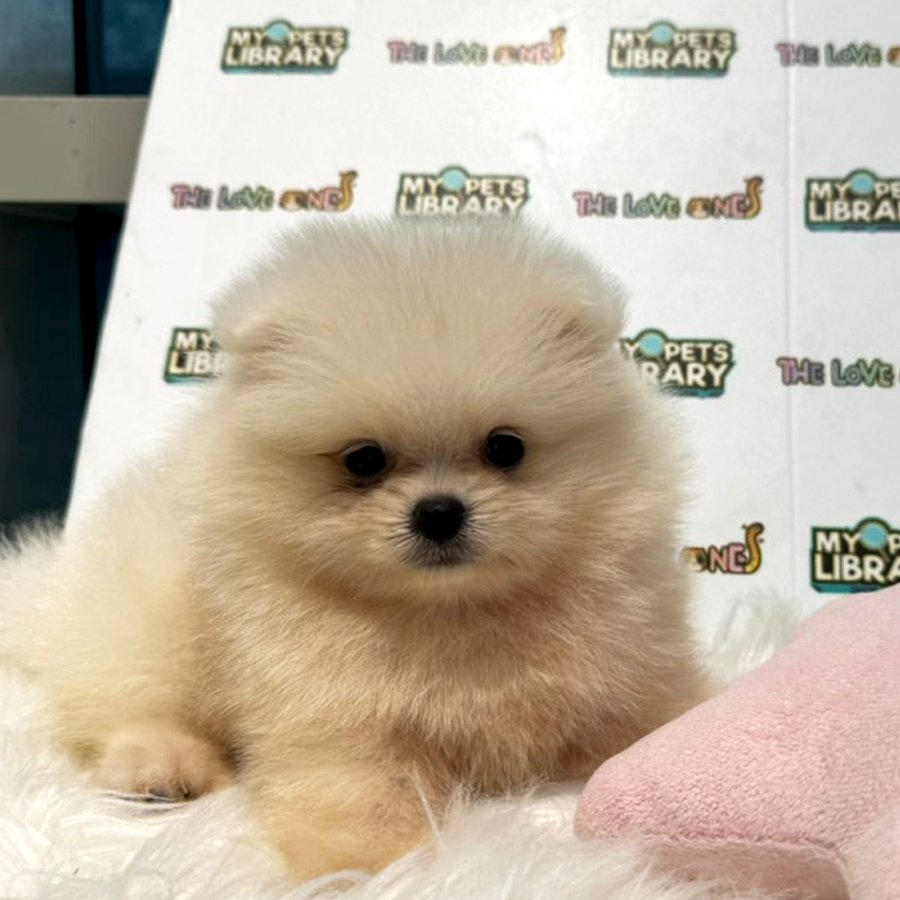 Tiny Pomeranian Puppy (Female) For Sale