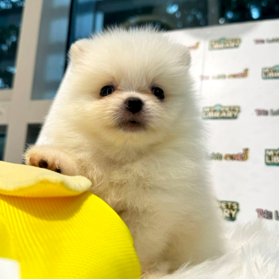 Tiny Teacup Pomeranian Puppy (Male) For Sale