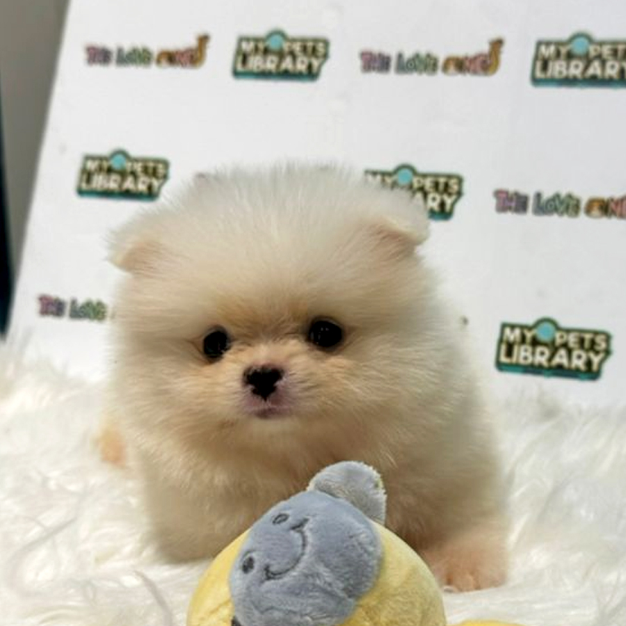 Tiny Pomeranian Puppy (Male) For Sale