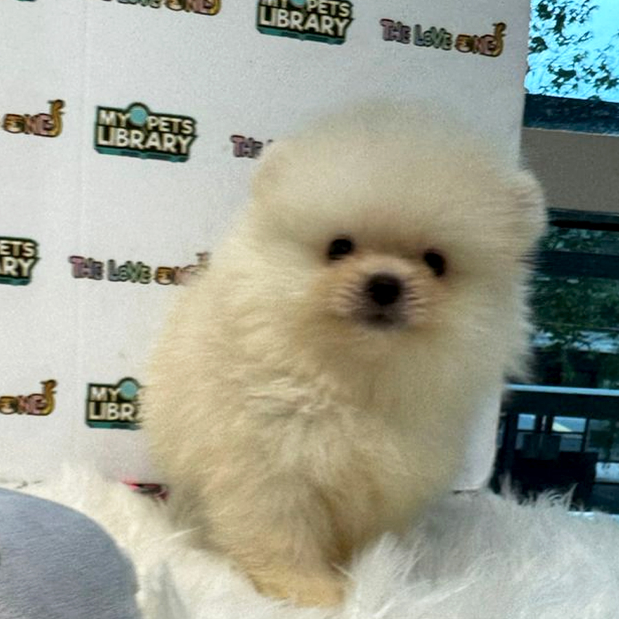 Tiny Teacup Pomeranian Puppy (Male) For Sale