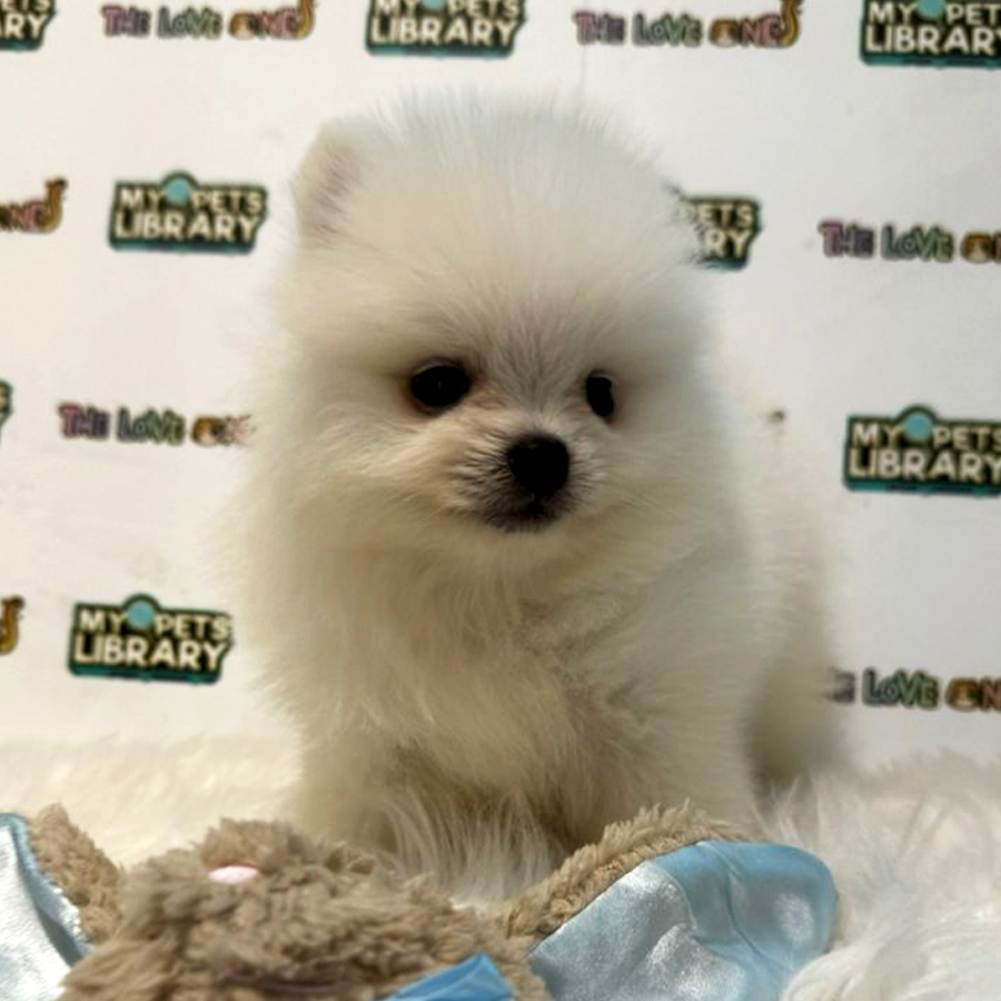Tiny Teacup Pomeranian Puppy (Male) For Sale