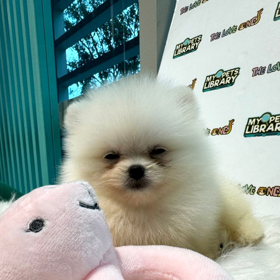 Tiny Teacup Pomeranian Puppy (Female) For Sale
