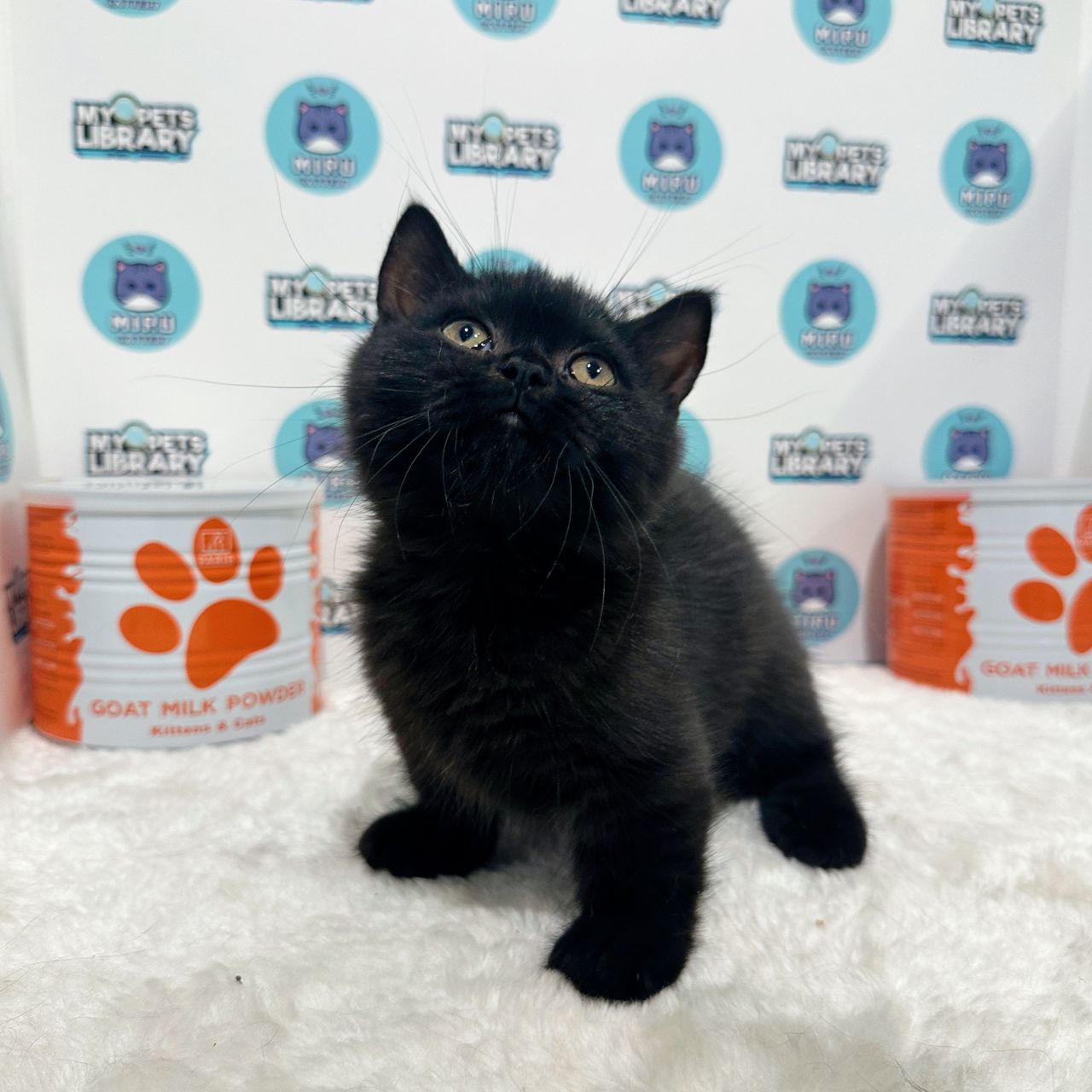 Super Short Munchkin British Shorthair Kitten (Male) For Sale