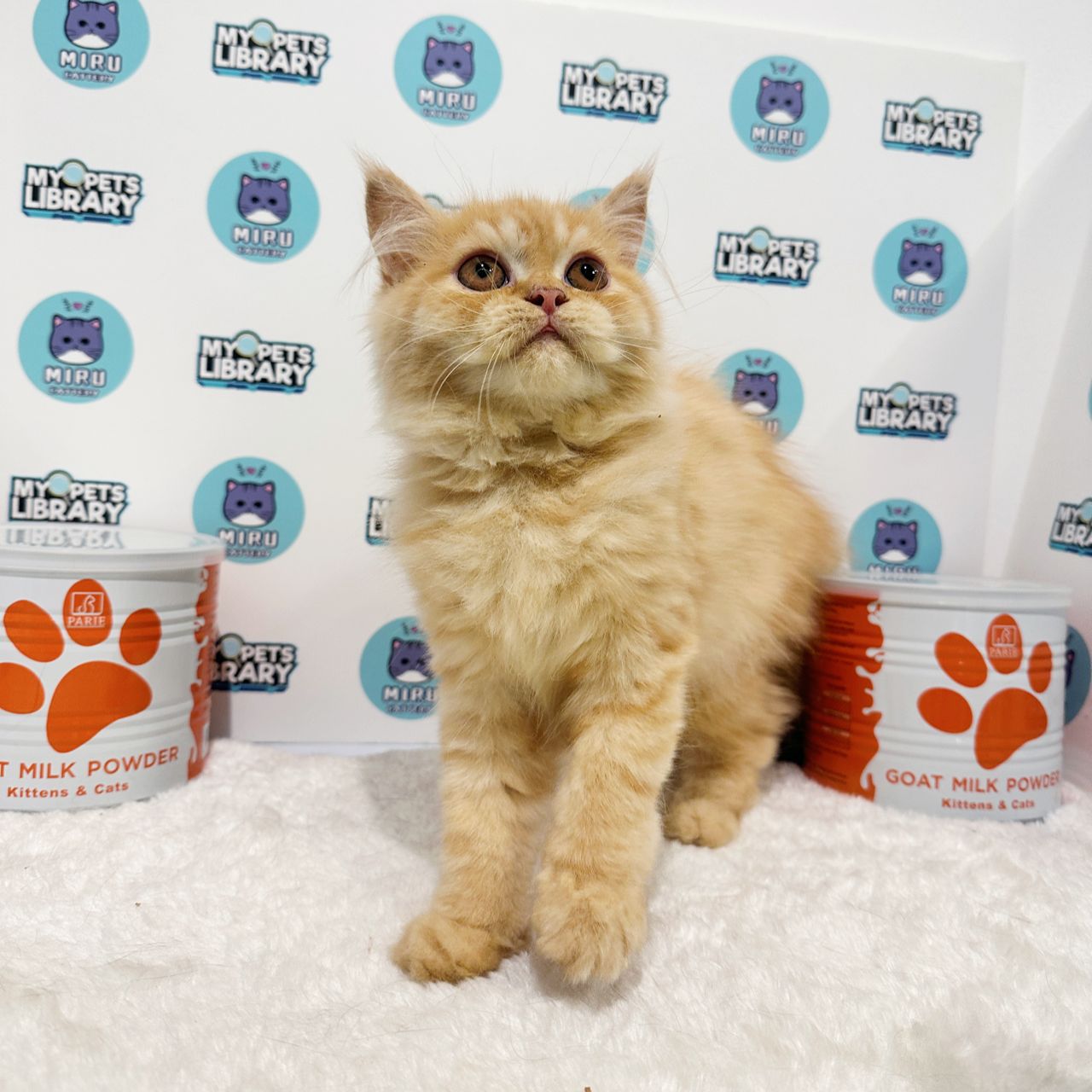 Persian Kitten (Male) For Sale
