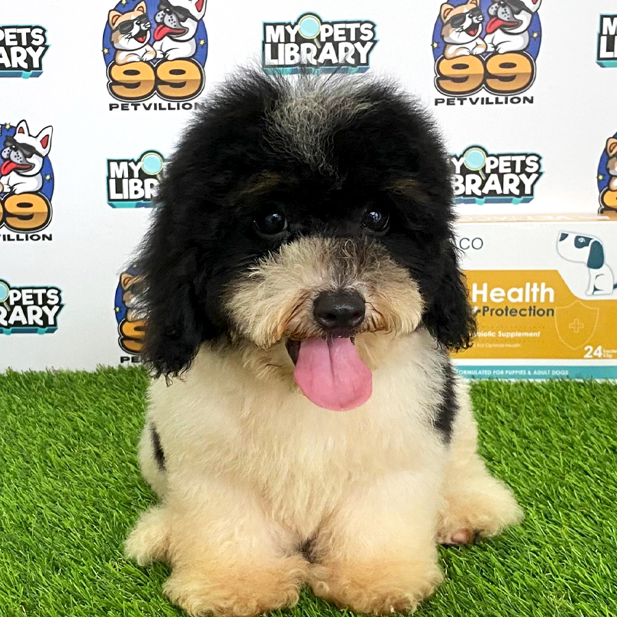 Toy Poodle Puppy (Male) For Sale